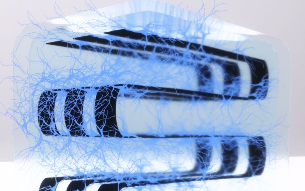 L'université de Princeton crée le premier bio-ordinateur hybride avec neurones vivants intégrés