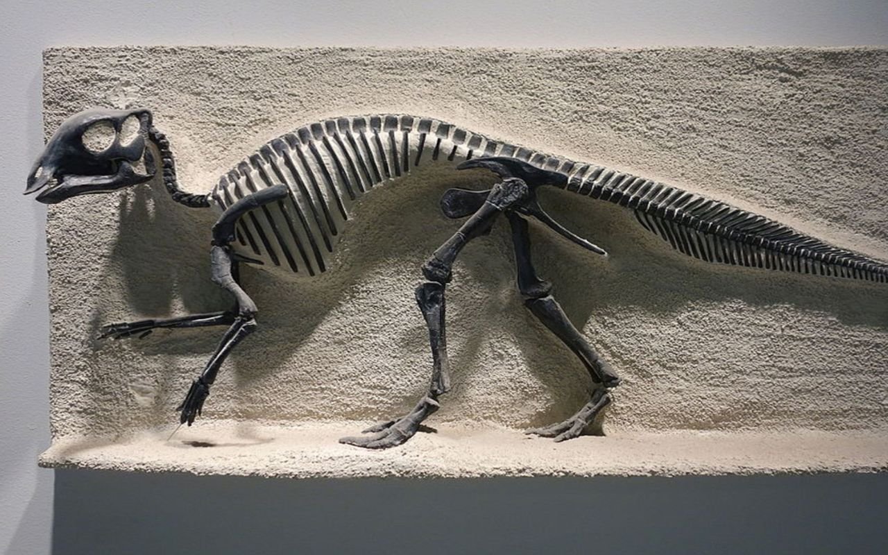Des dents fossiles révèlent que certains dinosaures nourrissaient leurs petits comme des oiseaux