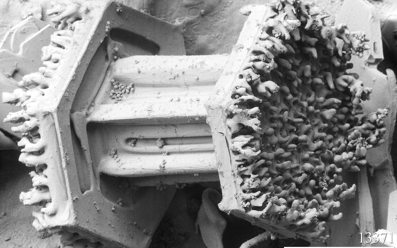 Image de cristal de givre sur un flocon de neige capturée en microscopie électronique à balayage basse température
