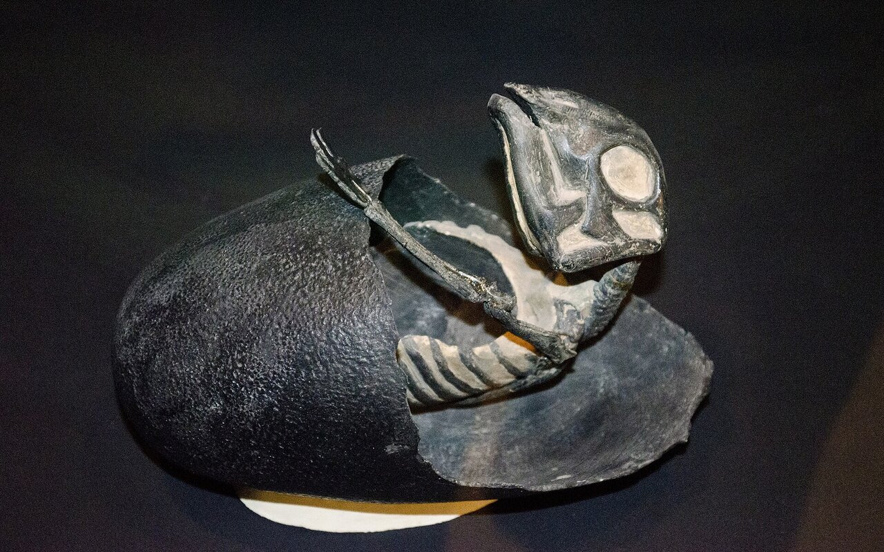 Reconstruction d'un embryon de Maiasaur sortant d'un œuf au Musée des Rocheuses