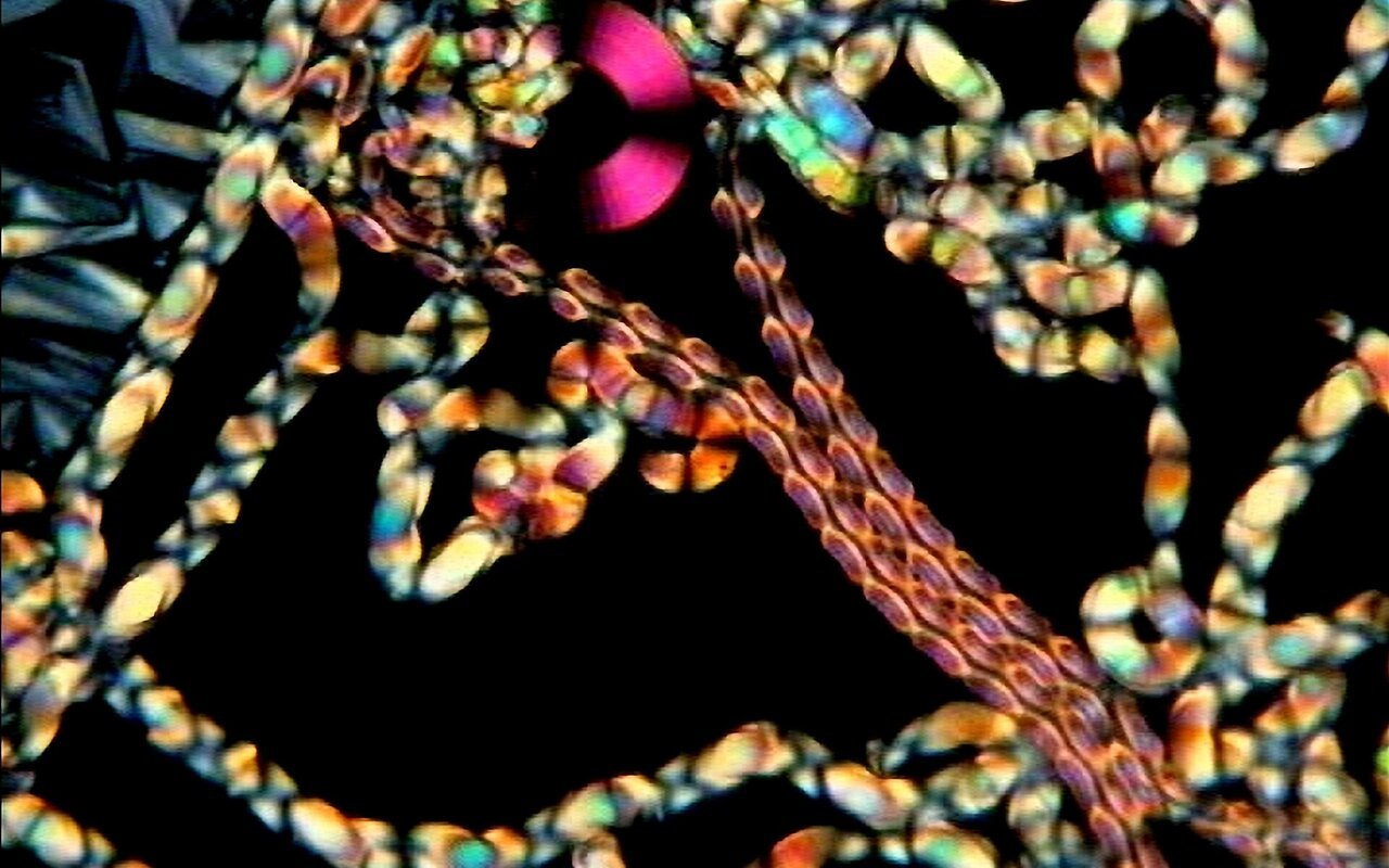 Texture de cristal liquide observée au microscope polarisant montrant des structures chirales complexes