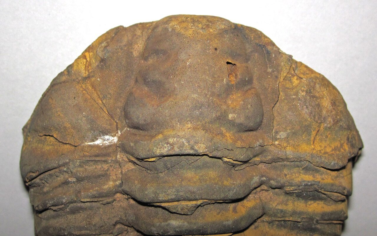 Fossile de trilobite Diacalymene ouzregui de l'Ordovicien du Maroc, 6,5 cm de large