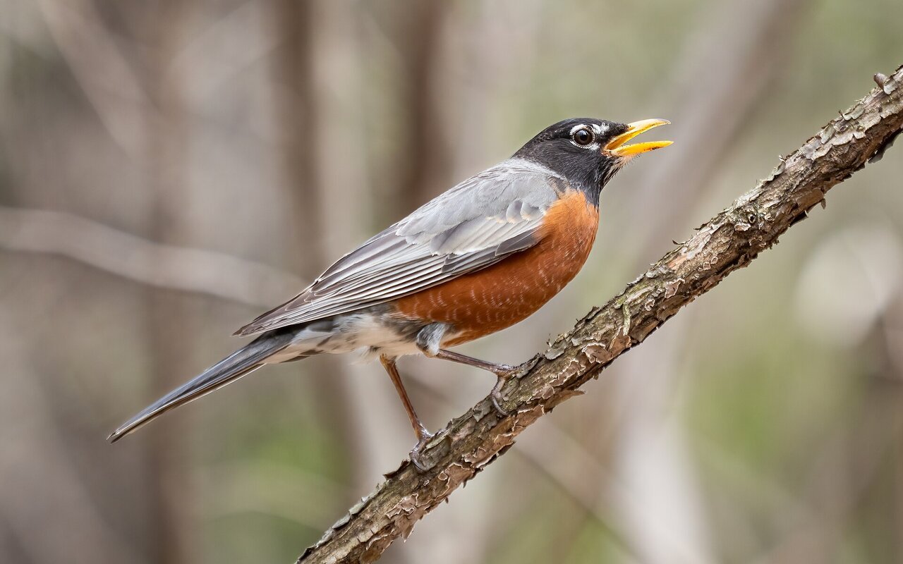 Robin américain émettant un cri d'alarme aigu dans Prospect Park à Brooklyn