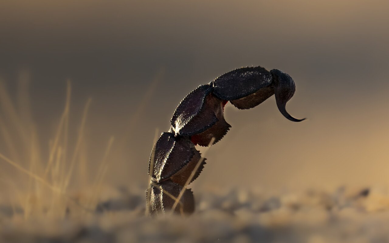 Scorpion à queue grasse dans le désert du Koweït, espèce très venimeuse