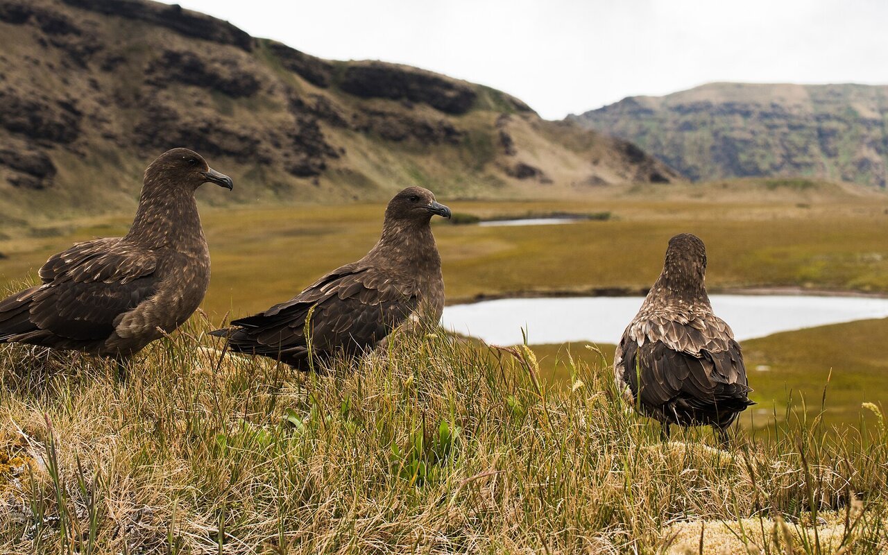 Un groupe de skuas bruns sur l'île d'Amsterdam, devant la caldeira volcanique