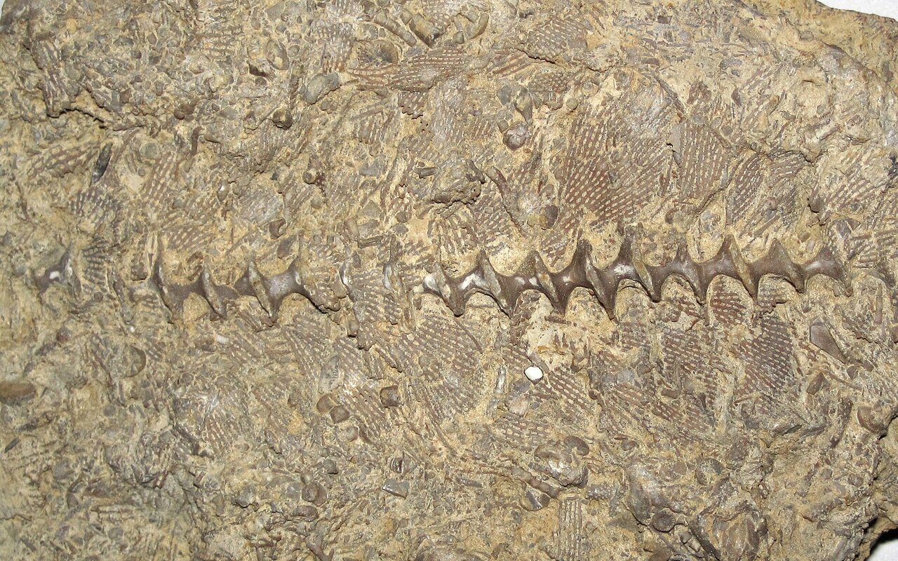 Fossile de bryozoaire Archimedes sp. montrant la structure caractéristique des bryozoaires du Cambrien tardif