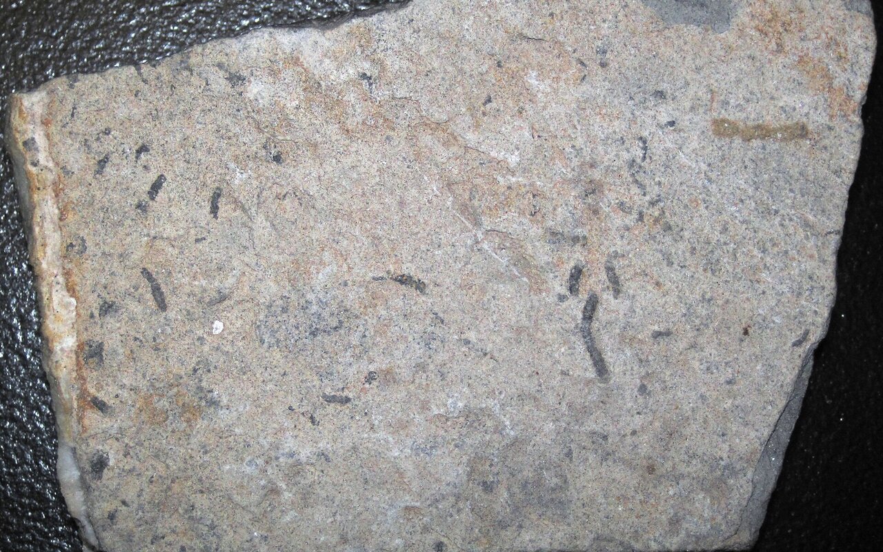 Fossiles de Cloudina du Précambrien du Brésil montrant des coquilles minéralisées