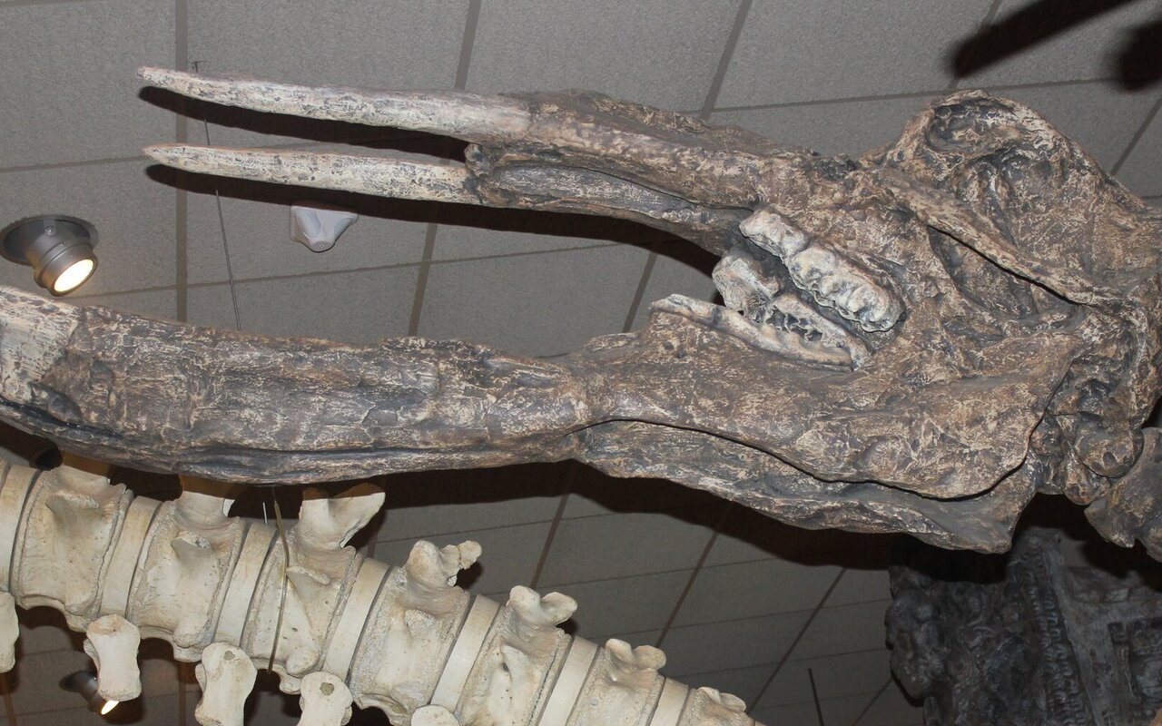 Restes osseux d'un éléphant à défenses préhistorique chinois