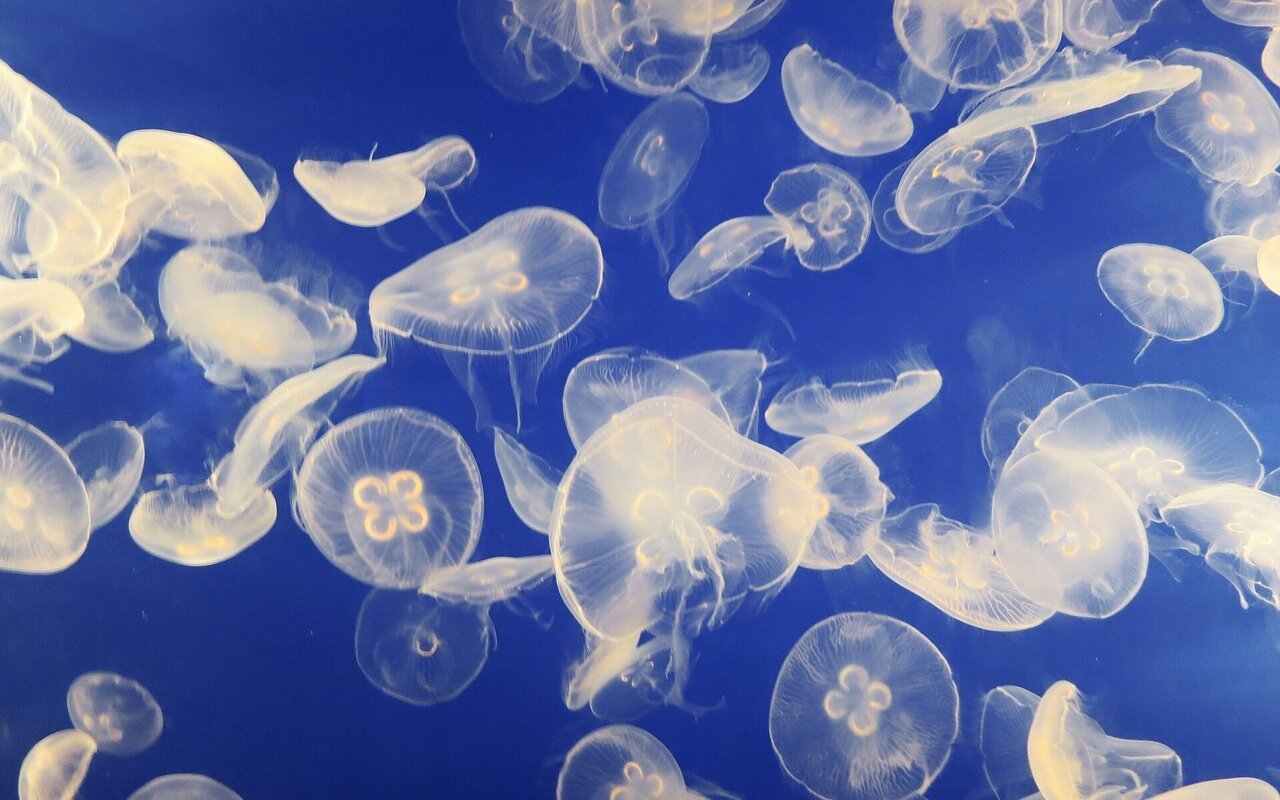 Un essaim de méduses dans l'eau