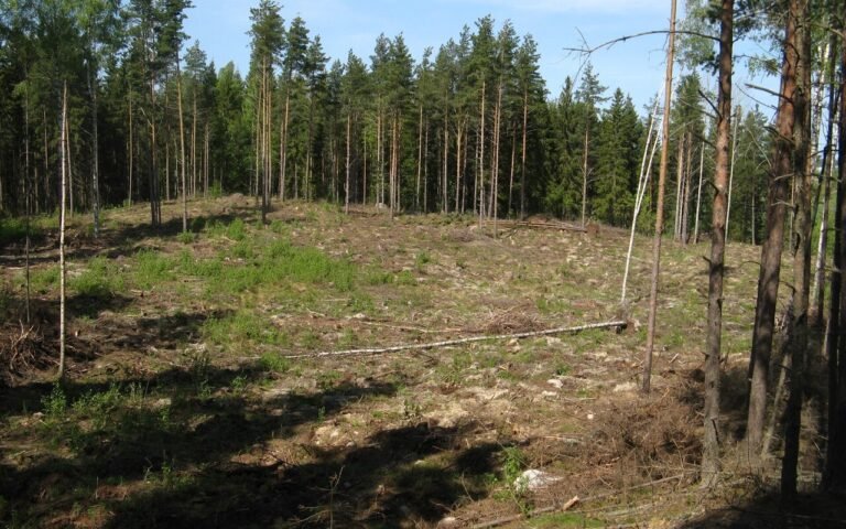 330 hectares rasés à Muhos alors que la dérogation avait été refusée en mai : la Finlande demande des comptes au chantier de Google