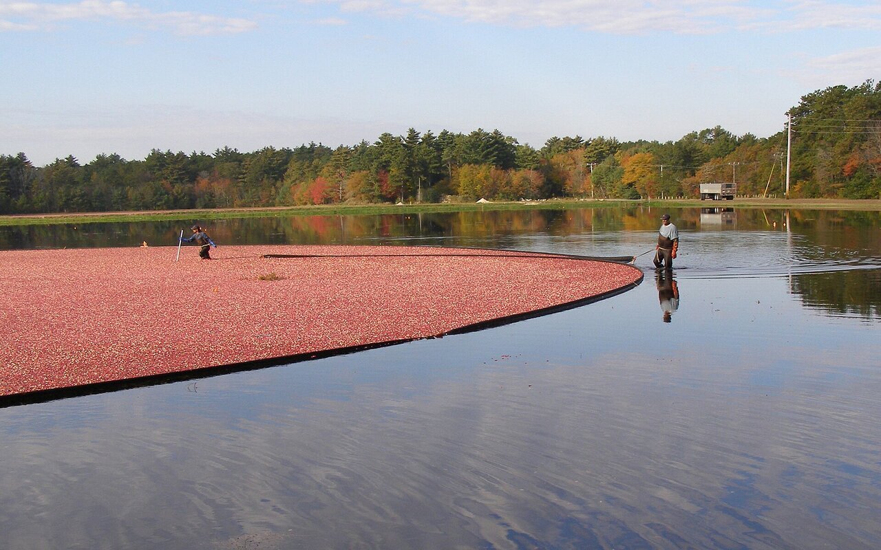 Tourbière à canneberges inondée au moment de la récolte, la surface de l'eau couverte d'un tapis de baies rouges flottantes, bordée d'arbres aux couleurs d'automne