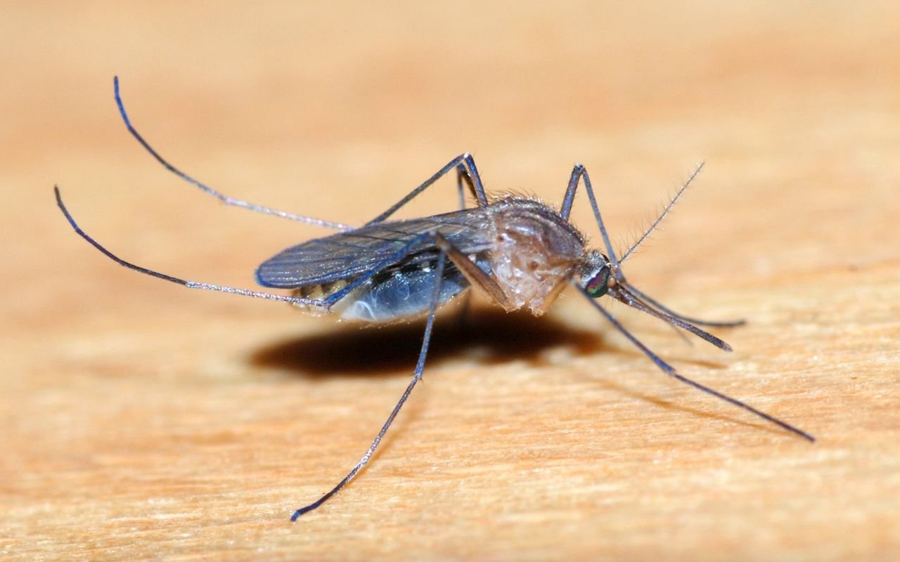 Google lâche 32 millions de moustiques modifiés en Californie avec Debug mais les habitants crient au cauchemar écologique