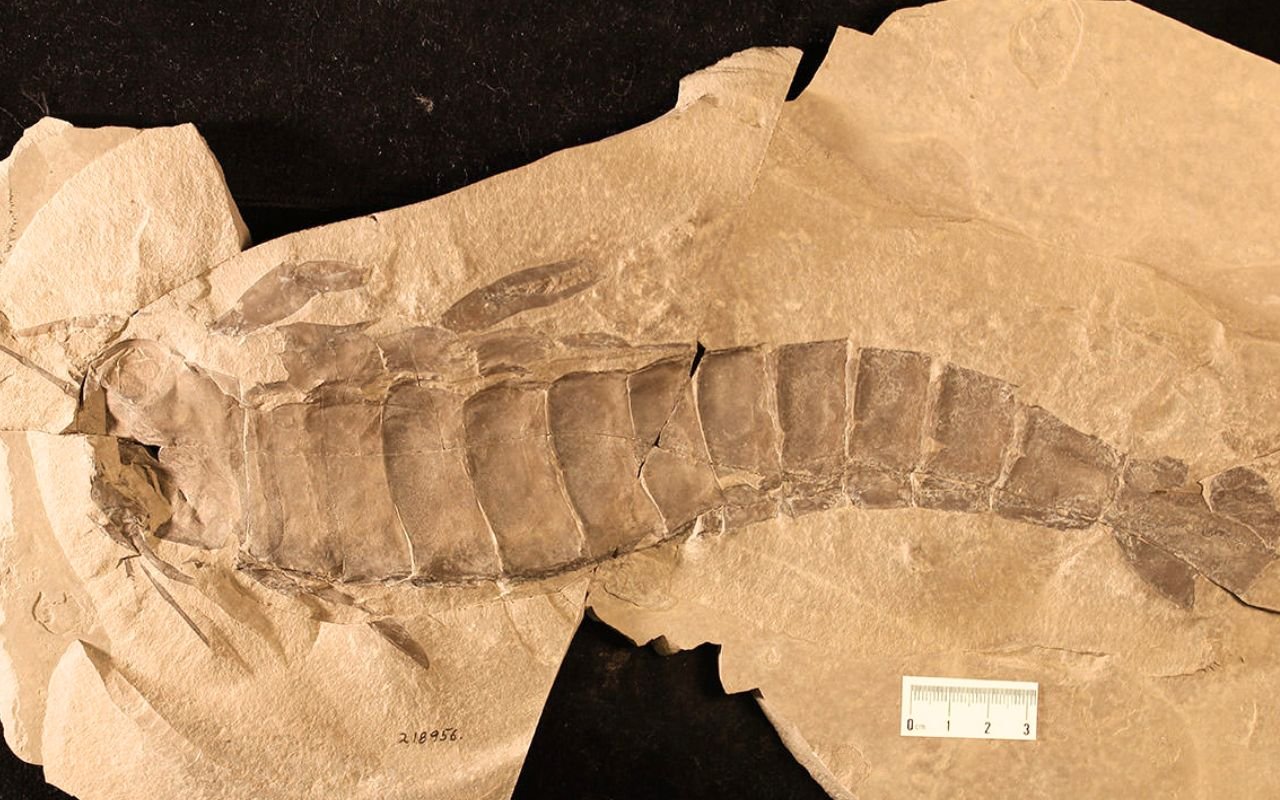 Les paléontologues forcés de réécrire leurs manuels après la découverte du régime alimentaire de ce scorpion de mer géant d'un mètre
